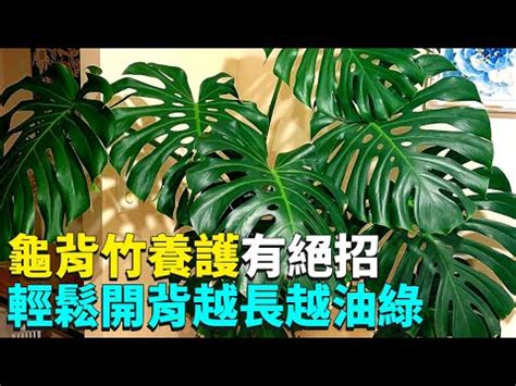 大龜背芋|3 分鐘認識龜背芋照顧 、種植方法，綠手指必讀完整介。